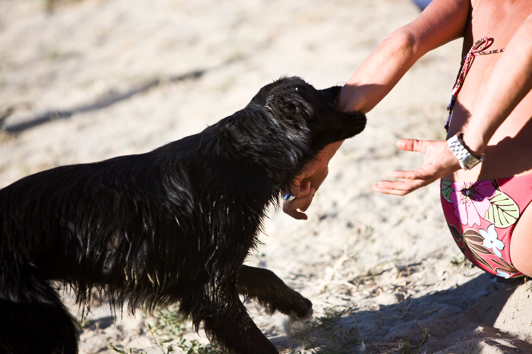 A black dog attacking a woman at the beach.