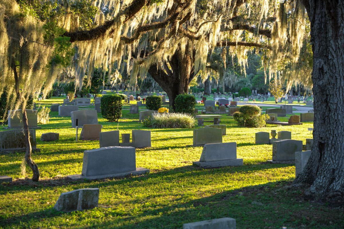Moss-draped oaks in Wetumpka cemetery